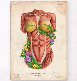 Codex Anatomicus Full Body Anatomy^Female torso muscles - Floral - Vintage
