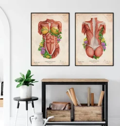 Codex Anatomicus Full Body Anatomy^Female torso muscles - Floral - Vintage