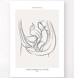 Codex Anatomicus Kidney & Liver^Female urogenital system - Line Art