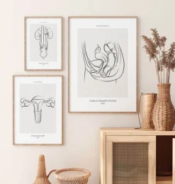 Codex Anatomicus Kidney & Liver^Female urogenital system - Line Art