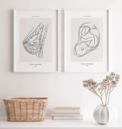 Codex Anatomicus Obstetrics & Gynecology^Fetus - Line Art