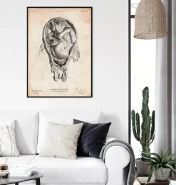 Codex Anatomicus Obstetrics & Gynecology^Fetus in a womb anatomy print