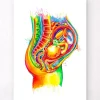 Codex Anatomicus Obstetrics & Gynecology^Fetus in utero anatomy - Watercolor splash