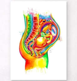 Codex Anatomicus Obstetrics & Gynecology^Fetus in utero anatomy - Watercolor splash
