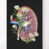 Codex Anatomicus Kidney & Liver^Floral kidney anatomy - Black