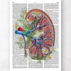 Codex Anatomicus Kidney & Liver^Floral kidney anatomy - Dictionary page