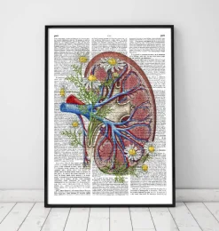 Codex Anatomicus Kidney & Liver^Floral kidney anatomy - Dictionary page