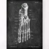Codex Anatomicus Skull & Skeleton | Hands & Legs^Foot anatomy - Chalkboard