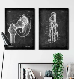 Codex Anatomicus Skull & Skeleton | Hands & Legs^Foot anatomy - Chalkboard