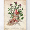 Codex Anatomicus Hands & Legs^Foot anatomy art - Floral - Vintage