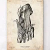 Codex Anatomicus Hands & Legs^Foot anatomy art print