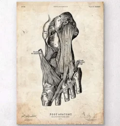 Codex Anatomicus Hands & Legs^Foot anatomy art print