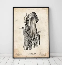 Codex Anatomicus Hands & Legs^Foot anatomy art print
