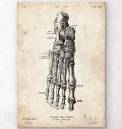 Codex Anatomicus Hands & Legs^Foot anatomy art print II