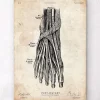 Codex Anatomicus Hands & Legs^Foot anatomy art print III