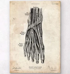 Codex Anatomicus Hands & Legs^Foot anatomy art print III