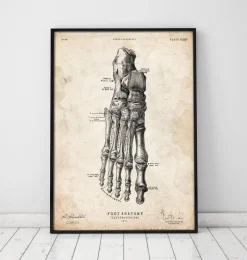 Codex Anatomicus Hands & Legs^Foot anatomy art print II