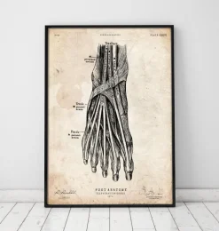 Codex Anatomicus Hands & Legs^Foot anatomy art print III