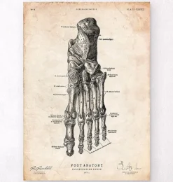 Codex Anatomicus Hands & Legs^Foot anatomy art print IV