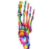 Codex Anatomicus Stickers^Foot anatomy sticker - Watercolor Splash