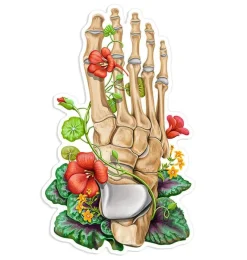 Codex Anatomicus Stickers^Foot bones anatomy sticker - Floral