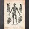 Codex Anatomicus Full Body Anatomy^Full body human anatomy print III