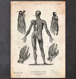 Codex Anatomicus Full Body Anatomy^Full body human anatomy print III