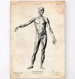 Codex Anatomicus Full Body Anatomy^Full body human anatomy print