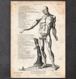 Codex Anatomicus Full Body Anatomy^Full body human anatomy print VI