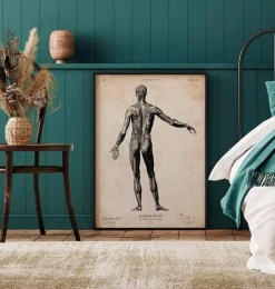Codex Anatomicus Full Body Anatomy^Full body human anatomy print II
