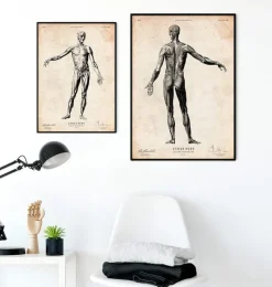 Codex Anatomicus Full Body Anatomy^Full body human anatomy print II