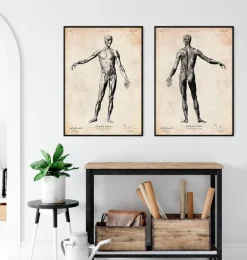 Codex Anatomicus Full Body Anatomy^Full body human anatomy print