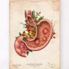 Codex Anatomicus Digestive System^Gastric ulcers - Floral - Vintage