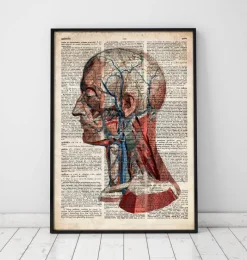 Codex Anatomicus Head & Face^Geometric head anatomy - Old dictionary page