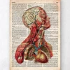 Codex Anatomicus Head & Face^Geometric head anatomy II - Old dictionary page