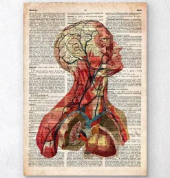 Codex Anatomicus Head & Face^Geometric head anatomy II - Old dictionary page