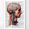 Codex Anatomicus Head & Face | Brain Anatomy^Geometric head and brain - Dictionary page