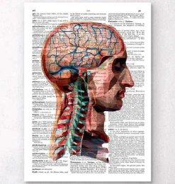 Codex Anatomicus Head & Face | Brain Anatomy^Geometric head and brain - Dictionary page