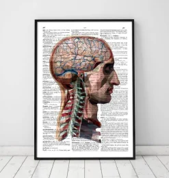 Codex Anatomicus Head & Face | Brain Anatomy^Geometric head and brain - Dictionary page