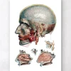 Codex Anatomicus Various Organs | Head & Face^Geometric head and nose anatomy art