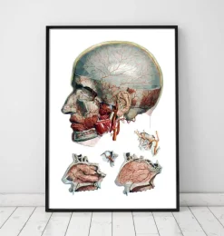 Codex Anatomicus Various Organs | Head & Face^Geometric head and nose anatomy art