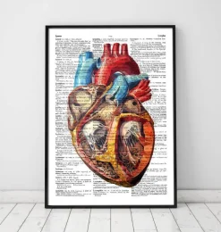 Codex Anatomicus Heart Anatomy^Geometric heart - Dictionary page