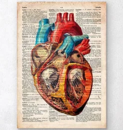 Codex Anatomicus Heart Anatomy^Geometric heart anatomy - Old dictionary page