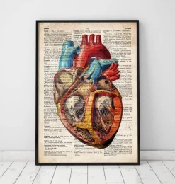 Codex Anatomicus Heart Anatomy^Geometric heart anatomy - Old dictionary page
