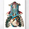 Codex Anatomicus Various Organs | Heart Anatomy^Geometric heart and arteries