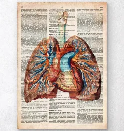 Codex Anatomicus Lungs Anatomy | Heart Anatomy^Geometric heart and lungs - Old dictionary page