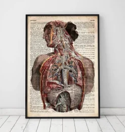 Codex Anatomicus Full Body Anatomy | Brain Anatomy^Geometric human anatomy - Old dictionary page