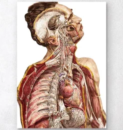 Codex Anatomicus Various Organs | Full Body Anatomy^Geometric human anatomy II