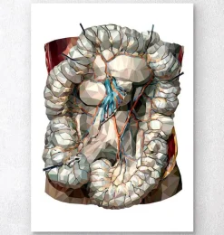 Codex Anatomicus Various Organs^Geometric intestines anatomy