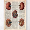 Codex Anatomicus Kidney & Liver^Geometric kidney - Old dictionary page